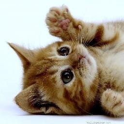 follow me and i follow back