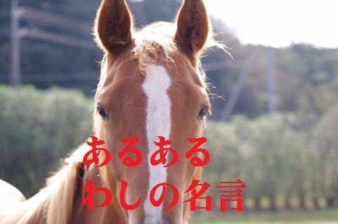 ギャンブルあるあるネタと名言を紹介していきます。
フォロー大歓迎、リツイートもよろしくお願いします。