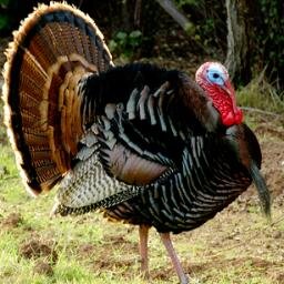 Turkeys and #TurkeyHunting Tips, Tricks, Secrets and More..