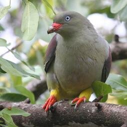 Birding tourism (tourism aimed at experiencing birds in their natural habitat) is internationally regarded as the fastest growing eco-tourism segment