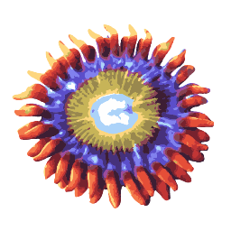 We've been serving up the best and most unusual coral frags of sharp colors since '07 with sustainability in mind. Visit the hut online - we ship coral!