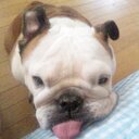 ソラ (@0107_bulldog) Twitter