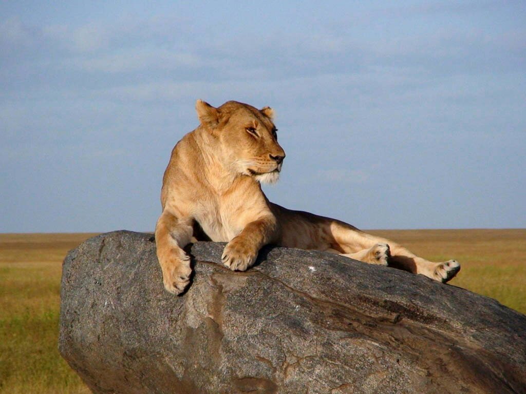 Serengeti Beauts Safaris is a tour operator based in Arusha. We are organising trips in northern, Western, Southern Tanzania, We do Beach Safaris too.