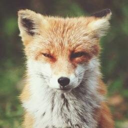 5788182's profile picture. я лиса,а ты нет