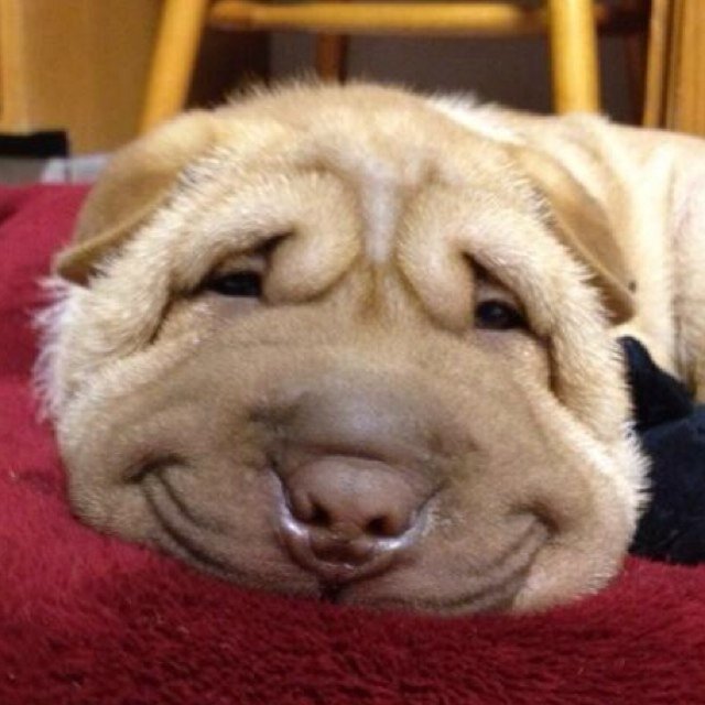 avaueee's profile picture. 中尉2でSD1.1のNoobですが、よろしくお願いします꒰#''ω`#꒱੭

マッチとか気軽に誘ってください！！