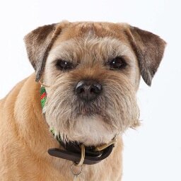 I'm an 11 year old Border Terrier and I'm the office dog at Ruark Audio.