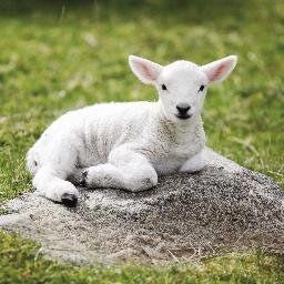 Lambsblog's profile picture. Lamb is smart and fun. He's busy taking care of the farm and making sure everyone is happy and tweeting with his clumsy hooves.