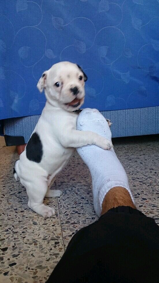 Soy una preciosa perrita bulldog francés! Adoro a mis dueños @criscriis20 y @javii21seat