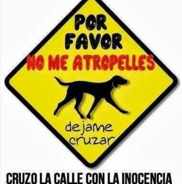 Amante de los animales 🐶 Animal Lover 🐱