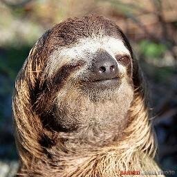 SlothLife247 Profile Picture