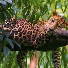 suliemanenjadat's profile picture. ‏سليمان انجادات