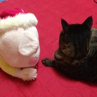 あみさん様 アゾン えっくす☆きゅーとふぁみりー Fuka（ふうか）／乙女的