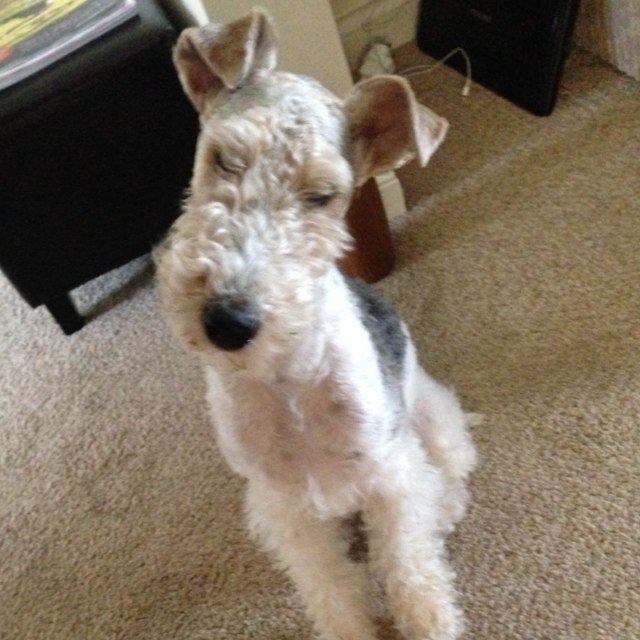 Hi my name lenny and im a wire hair fox terrier love to play and zleep....