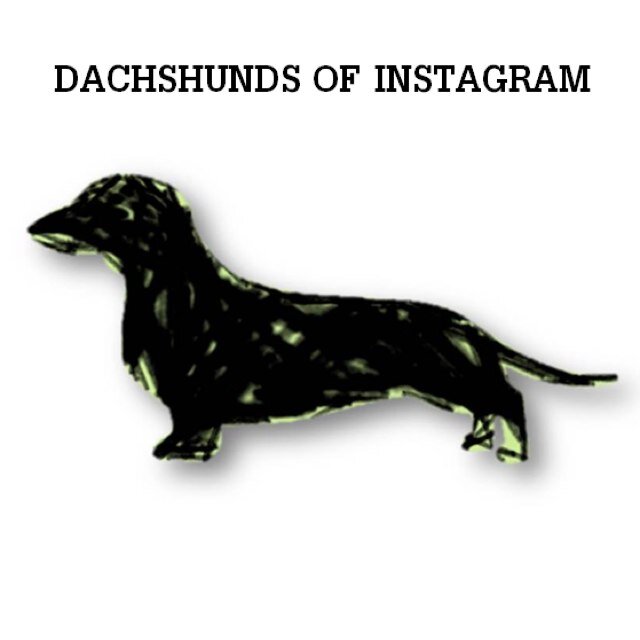 This is the official Twitter of the popular @dachshundsofinstagram page. Tag your photo to get featured on IG!