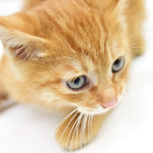 ネコ好きなのに飼えない寂しいリーマンです！毎日ネットでカチカチやってます。。。