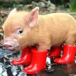 gargamell17's profile picture. L'échec ne provient pas de la chute. Il survient lorsque tu ne te relèves pas.