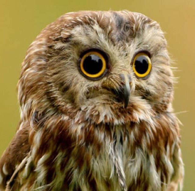 haramakey's profile picture. 休憩中…！