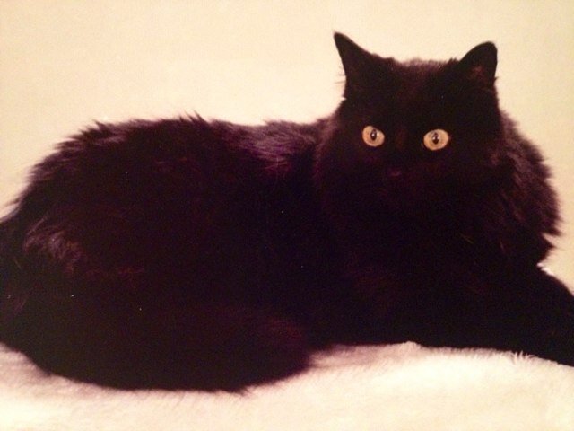 DellaJesse's profile picture. 