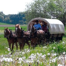 Pferde, Natur, Familie