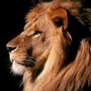 الاسد المرعب (@011122228149) Twitter