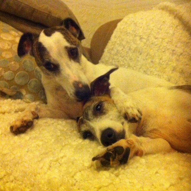 We are Benson and Hedges, much loved rescue dogs who want to play :D
