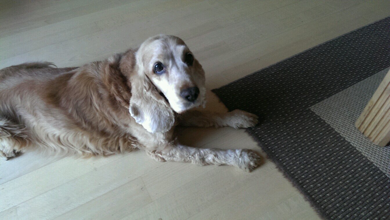 iperen_j's profile picture. 55-years young / mail / straight / happy / married / still going strong!