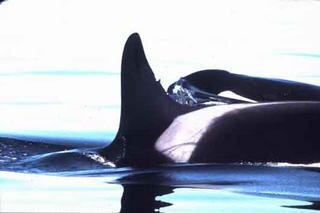 Orca Relief Citizen's Alliance. The Orca whales are being loved to death. Let's work together to ensure they are around for future generations.