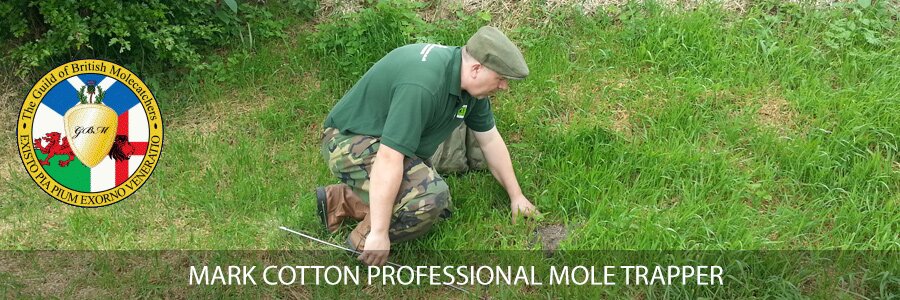 Norfolk Mole Catcher my Name is Mark Cotton I am a Master and Professional Mole Catcher , i work in Norfolk & Suffolk Areas , I am a Traditional Mole Catcher .