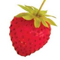 Wild Strawberry (@wildstrawberryz) 's Twitter Profile