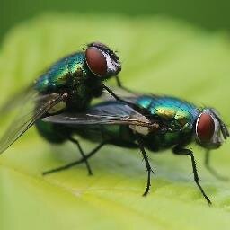 Me rio de los mosquitos tigres jijiji