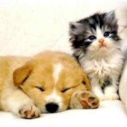 We take pride in offering you the best in professional, affordable pet health care. Healthy pets are happy pets. We treat your pet like our very own