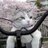 野良猫機動隊のアイコン