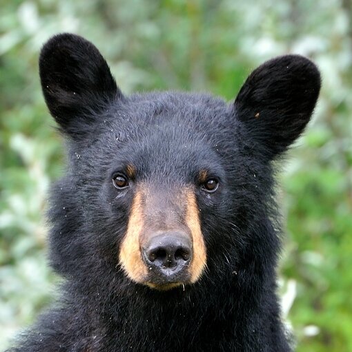 Father of 3 great children, and photographer of the wild places and wild things that surround me here in the foothills of the Canadian Rockies...