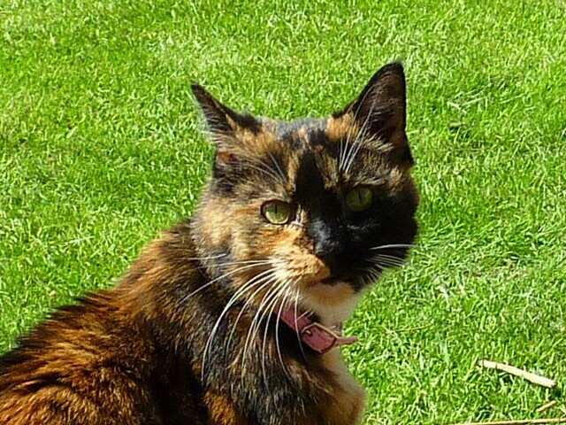 13 yr old Tortie Goddess, I have orange legs and am scared of everything! 

♥ ♥ ♥ Was given her angel wings 6 June 2010 ♥ ♥ ♥