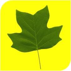 Sustainability Consulting specializing in 3rd party certification for forest products based companies.
