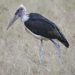 marabou Profile Picture