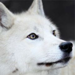 Mysticarc＠翼さんのプロフィール画像