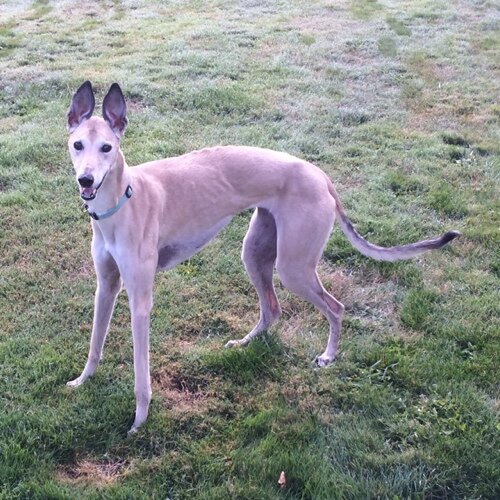 Supermodel thin greyhound who can run 35MPH. No really, I was clocked with a radar gun. I can bend humans to my will with one look from my big brown eyes.