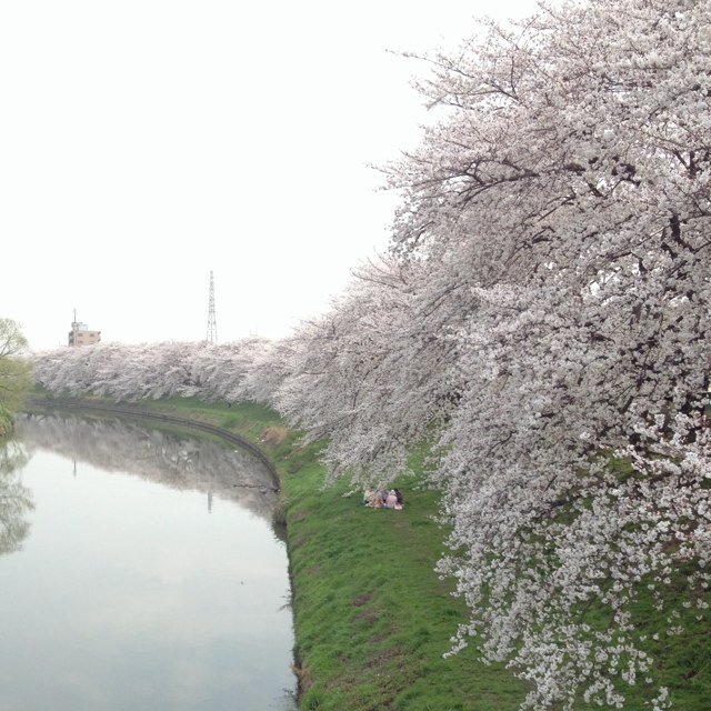 初めまして、私は大学2年の長谷川といいます！ フラワーアレンジメントやってる方、よろしくお願いします！