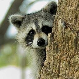 Raccoons and their cute little hands.