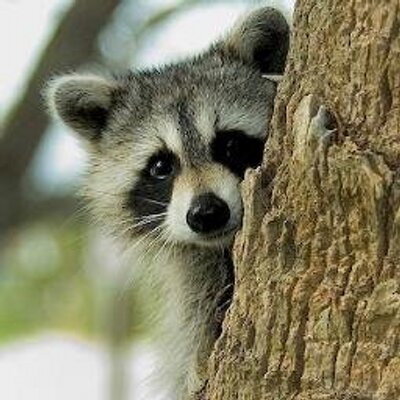 Peeking, Lolling Raccoon
