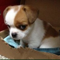 Bob·Lau (@passbyer) 's Twitter Profile