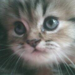 katrinrahmawati's profile picture. 