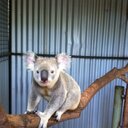 alyssa lai - @michuellaalyssa - Twitter