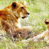 Mike Coleman (@mykcoleman) 's Twitter Profile