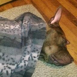 wife  stepmother dog lover, has a wonderful PitBull  named handsome.