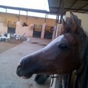 راعي اصايل (@0501507083ss) Twitter