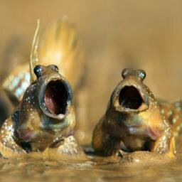 FletchingSinger's profile picture. 