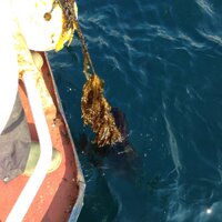 Ocean Rainforest (@rainforestocean) 's Twitter Profile