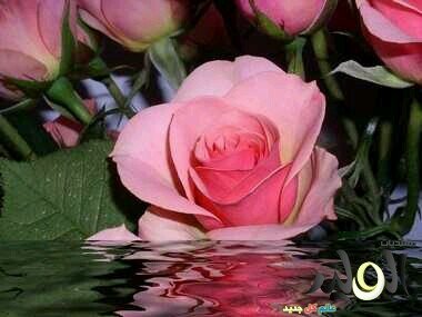 ‏‏‏‏‏‏‏‏‏‏‏‏‏‏‏‏‏‏‏‏‏‏‏‏‏‏‏‏‏‏‏‏‏‏‏‏‏‏‏‏‏‏‏القلب مكان لمحبة الله وحده فقط،وتعظيمه وتأليهه،أما الناس فمد لهم جسور محبة،مستغنية بربي عن الناس ورضاه تعالى غايتي..